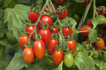Cherry tomatos Yellow and Red