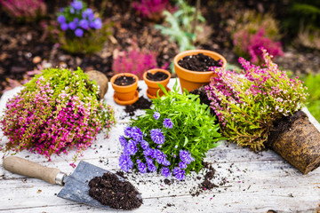 Heathers and autumn seedlings for planting in the garden. 
