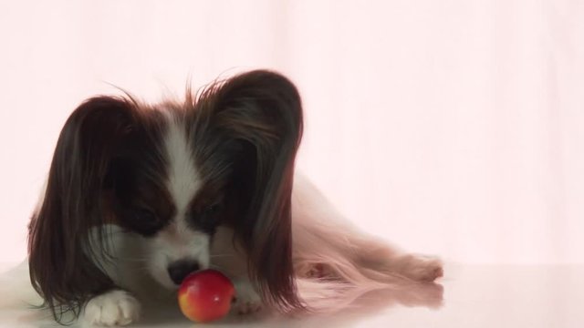Papillon is eating small red apple stock footage video