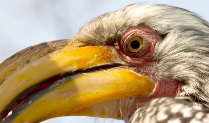 Southern yellow-billed hornbill (Tockus leucomelas)