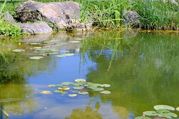 Naklejka na ściany i meble Landcape, wildlife, pond, reflection