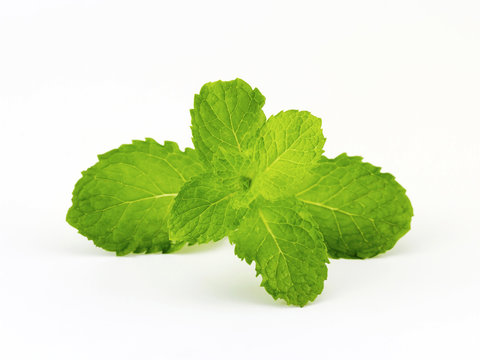Close up of fresh pepermint isolated on white background