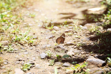 Butterfly golden light.