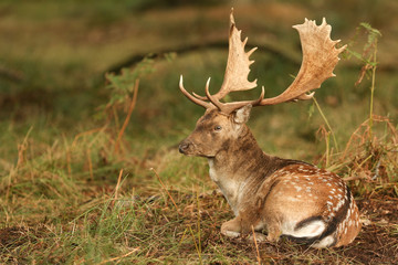Naklejka na ściany i meble A stunning stag Fallow Deer ( Dama dama) resting in a wooded area during rutting season.