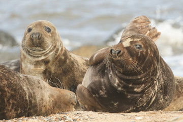 Fototapeta premium Grey Seals (Halichoerus grypus) relaxing on the beach.