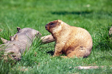 Small marmot