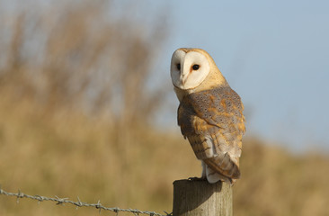 A hunting Barn Owl (Tyto alba) perched on a post looking for its prey .
