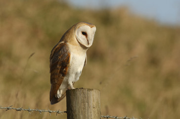 A hunting Barn Owl (Tyto alba) perched on a post looking for its prey.