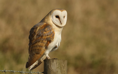 A hunting Barn Owl (Tyto alba) perched on a post looking for its prey.