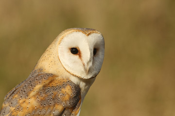 A head shot of a stunning Barn Owl (Tyto alba) hunting in the wild.