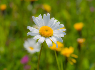 Marguerite in the meadow