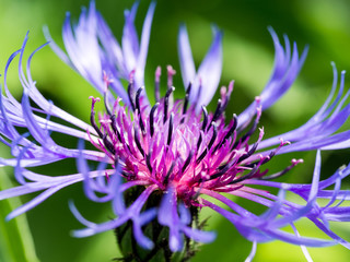 Mountain cornflower purple