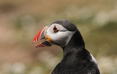 A beautiful Puffin (Fratercula arctica) with its beak open on Skomer island during breeding season.