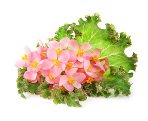 Beautiful tropical flowers with leaves on white background