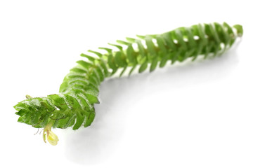 Tropical flower on white background
