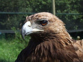 Aguila - Eagle