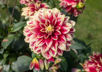 Close-up of blooming red Dahlia flower in  garden