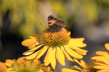 Painted Lady (Vanessa cardui), butterfly feeding on Black eyed Susan(Rudbeckia hirta), in garden