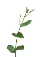 Eucalyptus branch with fresh leaves on white background