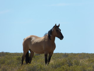 Brown horse in the wild nature