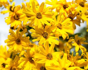 Bee collecting polen from yellow flowers