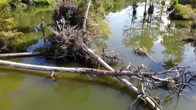Drone of trees in the San Jacinto River near Houston, Texas