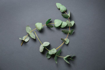 Eucalyptus branches with fresh leaves on grey background