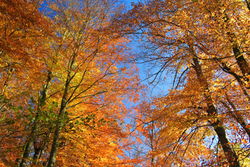 Golden autumn day. Beautiful view in the treetops, Lüneburger Heide, Lüneburg Heath. Northern Germany