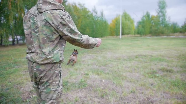 Trainer throws up the stick and trained sheepdog, catches it and giving back