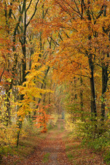 Romantic rural view of a forest path with autumn trees, Lüneburger Heide, Northern Germany