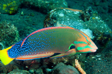 Yellowtail coris, Coris gaimard, Bali Indonesia.