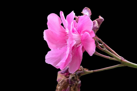 Fototapeta isolated pink oleander on black background