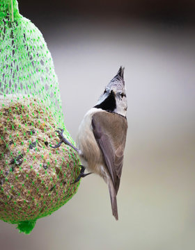 European Crested Tit.