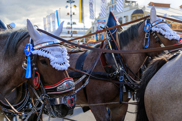 Pferde auf der Wiesn 2018 in München