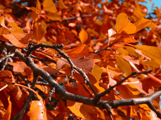 Autumn branch with yellowing leaves close up.