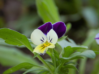 the little flower in the garden