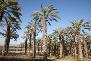 Fototapeta na wymiar Palm trees in The Jordan Valley