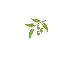 Set of Olive logo Template