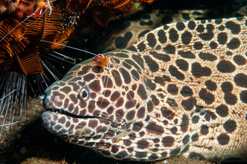 Honeycomb moray eel, Gymnothorax favagineus, being cleaned by cleaner shrimps, Lysmata amboinensis, Bali Indonesia.