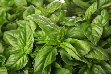 Fresh green basil, closeup