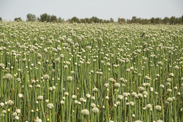 Garlic flowers, Garlic fields