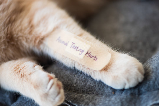 STOP animal testing concept. Bandage on kitten's leg.