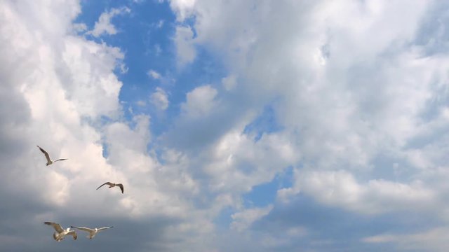 flying white sea gulls high in the sky against a background of clouds, summer day, Ukraine