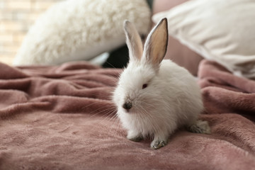 Cute fluffy rabbit on bed