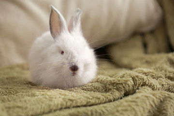 Naklejka premium Cute fluffy rabbit on plaid