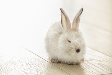 Cute fluffy rabbit on floor