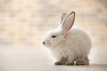 Cute fluffy rabbit on floor