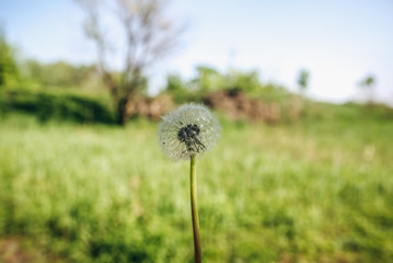 White dandelion on the green grass meadow background. Summer flower wallpaper.