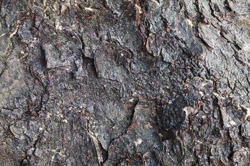 Bark for the background