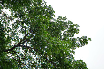 Tree background with blue sky, tree at park.